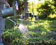 Jak zavlažovat zahradu: zalévání trávníku, rajčat, papriky, brambor, cibule nebo česneku