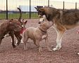 Jak správně socializovat štěně nebo staršího psa s lidmi a s jinými psy a zvířaty