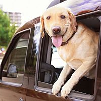 Bezpečné cestování se psem v autě: Jaké pomůcky přijdou vhod?