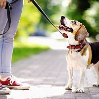 Vodítko pro psa: Jaké na běhání či bicykl? Lankové nebo samonavíjecí?