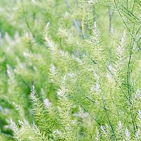 Asparágus – pěstování, zalévání, hnojení a rozmnožování