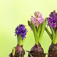Hyacint – jak pěstovat v květináči i po odkvetení. Rozmnožování je jednoduché