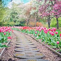 Jak pěstovat tulipány na zahradě i v květináči