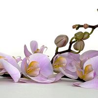 Jak pěstovat orchidej