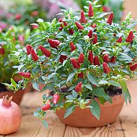 Pěstování chilli papriček v květináči v bytě, domě, na zahradě