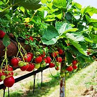 Jak pěstovat jahody na zahradě, v květináči a na paletách