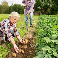 Jak pěstovat a hnojit brambory? Sázení brambor, zavlažování