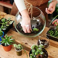 Jak si vyrobit eko rostlinné terárium? S vhodnými rostlinami to zvládnete jednoduše!