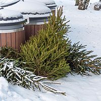 Využití živého vánočního stromku po Vánocích – palivo, mulč nebo dekorace