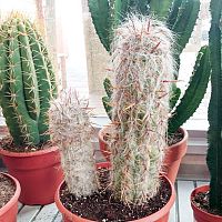 Zimování a péče o kaktusy a sukulenty v zimě
