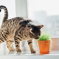 Jedovaté rostliny pro kočky. Je Aloe Vera nevhodná?