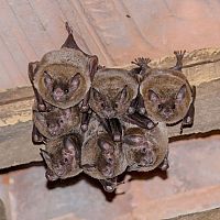 Jak se zbavit netopýrů v domě, komoře či na balkoně?