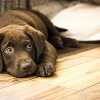 Nejlepší podlaha pro psa – plovoucí, vinylová podlaha, parkety, dlažba nebo korek?