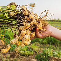 Jak pěstovat arašídy ze semene, zpracování