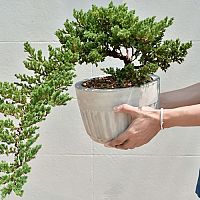 Jak vypěstovat bonsaj ze semen, kdy přesadit? Stříhání, tvarování, zálivka