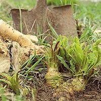 Jak pěstovat křen? Vysazení, ošetřování, sběr, uskladnění