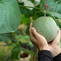 Jak pěstovat dýně a melouny? Stanoviště, zálivka, půda, hnojení, rozmnožování