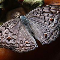 Jak se zbavit nočních motýlů v bytě a na zahradě? Pomůže chemie i babské rady