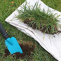 Obnova trávníku na jaře: Hnojení, vertikulace, výsev, choroby trávníku