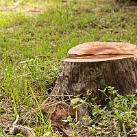 Jak odstranit pařez ze zahrady? Pomůže likvidátor pařezů i přípravek na ničení kořenů stromů