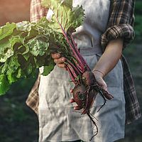 Jak správně pěstovat cviklu/červenou řepu – sázení, zalévání, hnojení, sběr