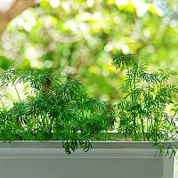 Kopr vonný – pěstování v květináči v bytě. Zpracování, skladování, léčivé účinky kopru