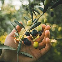Mrazuodolný olivovník – pěstování v květináči, hnojivo, rozmnožování, řez, přezimování