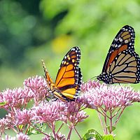 Jak přilákat do zahrady motýly – vhodné květiny a keře pro motýly