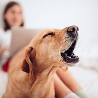 Jak odnaučit psa štěkat v noci, když je sám doma, na lidi a jiné psy. Jsou obojky proti štěkání účinné?