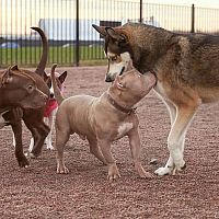 Jak správně socializovat štěně nebo staršího psa s lidmi a s jinými psy a zvířaty