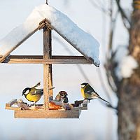 Jak vyrobit krmení či krmítko pro ptáky? Poradíme, co dát jíst ptáčkům v zimě!