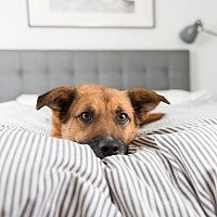 Nechat či nenechat spát psa ve svojí posteli? Prozradíme vám plusy i mínusy