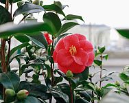 Mrazuvzdorná japonská kamélie – pěstování v bytě i na zahradě, přezimování, choroby