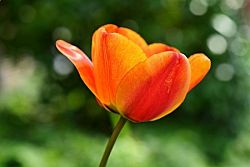 Tištěný obraz - Květ tulipánu