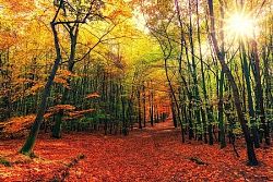 Tištěný obraz - Les v podzimu