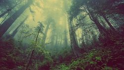 Tištěný obraz - Tajemný les