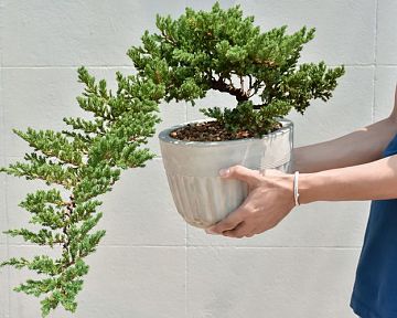 Jak vypěstovat bonsaj ze semen, kdy přesadit? Stříhání, tvarování, zálivka
