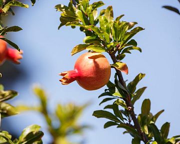 Mrazuvzdorné granátové jablko – pěstování ze semínka venku i v květináči