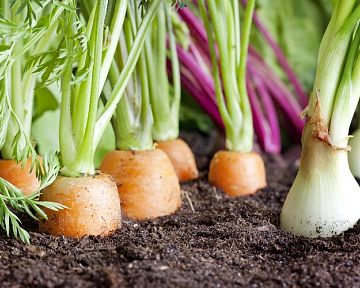 Jak si založit zeleninovou zahradu – rady pro začátečníky