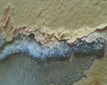 Jak se zbavit plísně na betonových plochách? Pomůže bělidlo i fosforečnan sodný