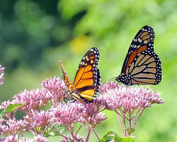 Jak přilákat do zahrady motýly – vhodné květiny a keře pro motýly