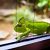 Jak zařídit terárium pro chameleona? Zařízení pro začátečníky